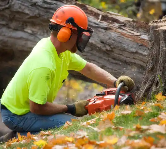 tree services Sturgis